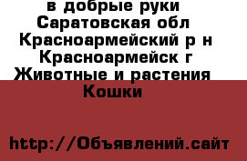 в добрые руки - Саратовская обл., Красноармейский р-н, Красноармейск г. Животные и растения » Кошки   